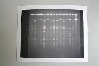 MRSA-Laboruntersuchungen